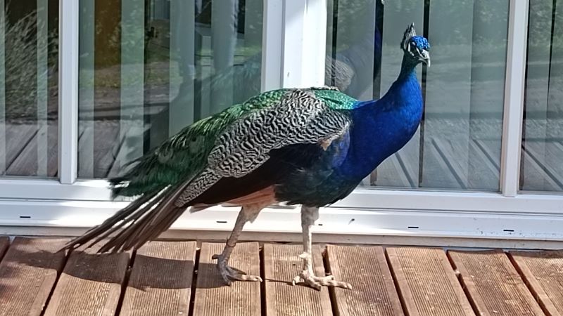 Tagespflege Duderstadt besucht Gut Herbigshagen. | Foto: Caritas