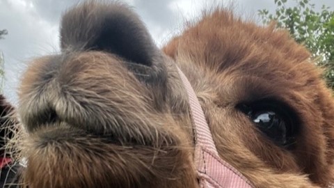 Ausflug der Pflegeteams zur den Alpakas in Nesselröden.