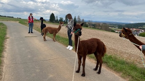 Ausflug der Pflegeteams zur den Alpakas in Nesselröden.